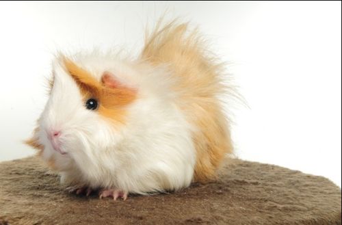 特价 重庆 宠物荷兰猪豚鼠彩豚宝宝活体长逆豚鼠 自家繁殖 包活商品