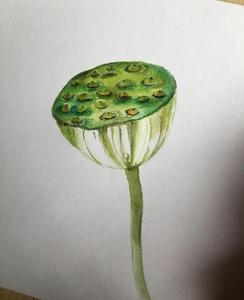 这样来画莲蓬,真是太吸引眼球了,快一起来学习吧