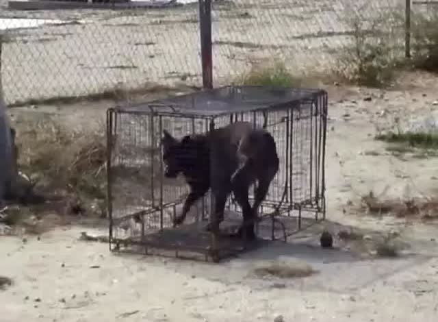 山东大土狗大黄抓野狗 最终把野狗制服