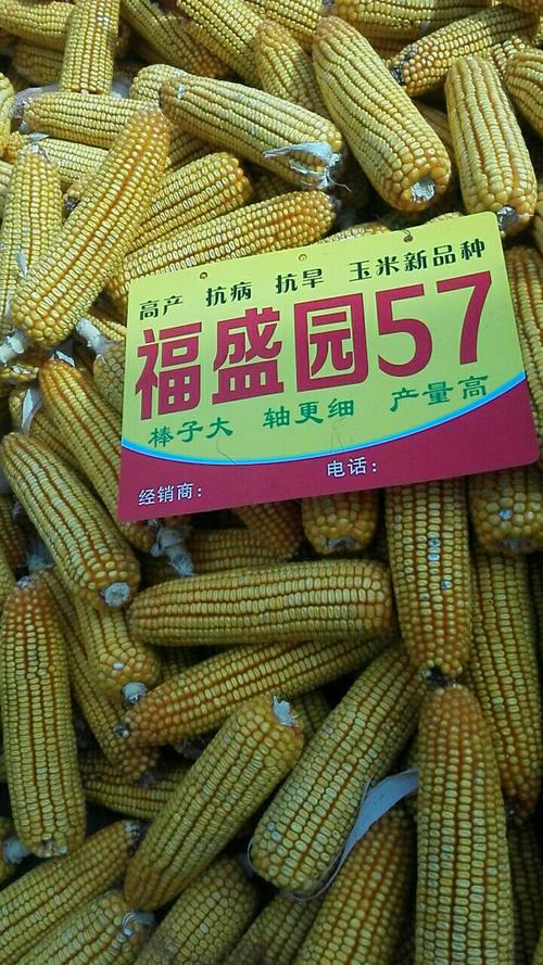 福盛园57玉米高产新品种