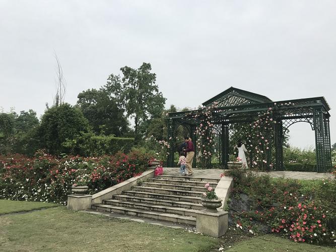 五一假期哪里耍?成都温江五月玫瑰园10万株玫瑰盛开等你