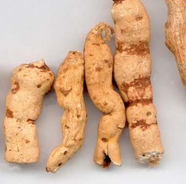 首页 品种详细  品名:甘遂 别名:柑遂,甘隧,干岁,干遂 产新时间:7月至