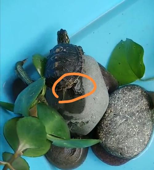 乌龟背上有白色的块块