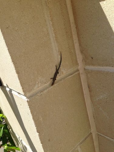 20:36  提问者采纳 这是石龙子  不是壁虎 并不是会爬墙的就是壁虎 咋