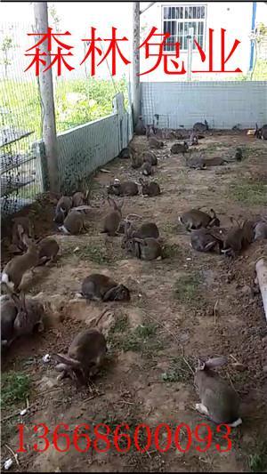 杂交野兔场地建造 1, 家庭普通散养方式:可以利用废弃的家畜的舍圈