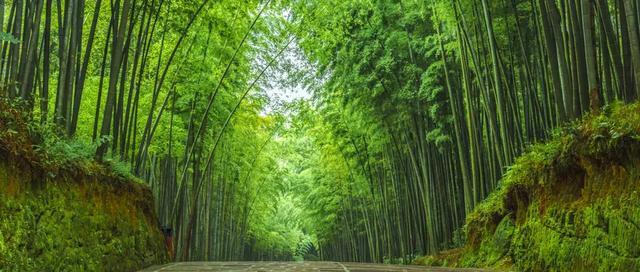 宜宾蜀南竹海景区