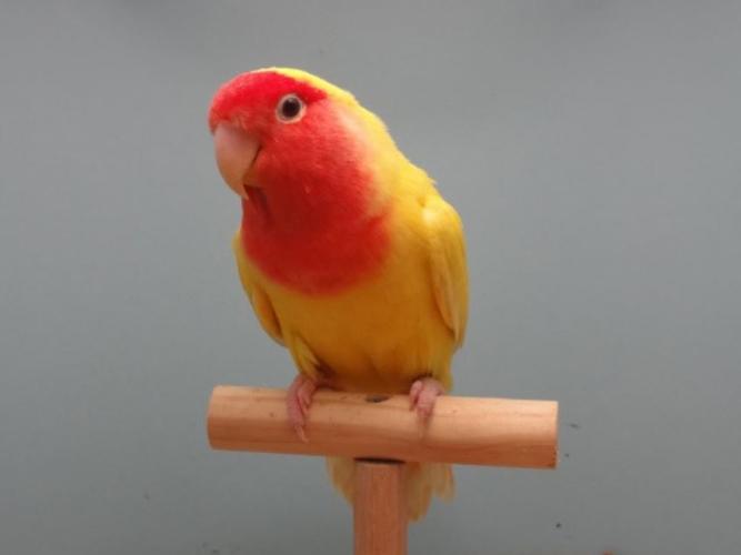  p>桃脸牡丹鹦鹉(学名: i>agapornis roseicollis /i>):体长一般在15