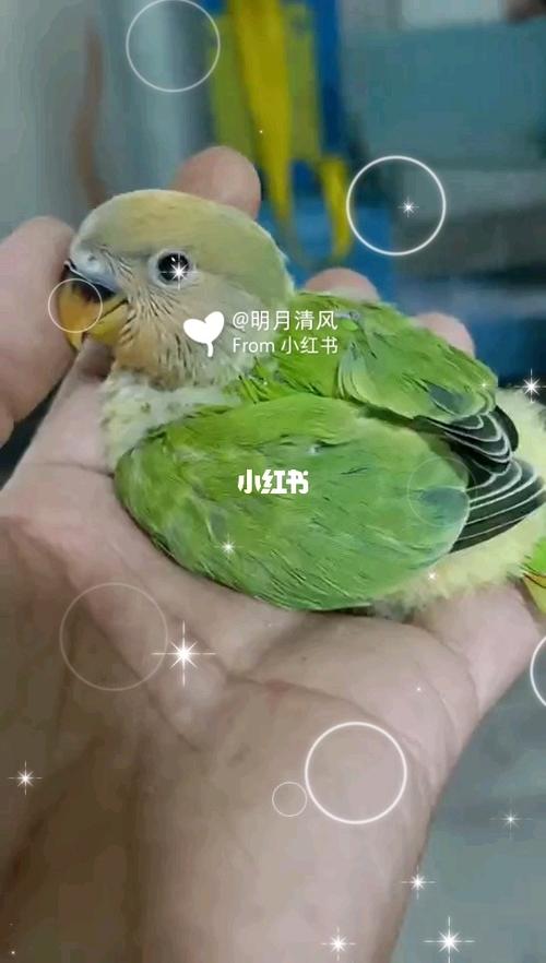 手养牡丹鹦鹉#金头绿闪半毛雏鸟_牡丹_手养牡丹鹦鹉_宠物_宠物其他