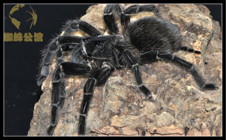 【现货】成体足展20cm以上巴西所罗门蜘蛛8cm左右母 宠物蜘蛛活体