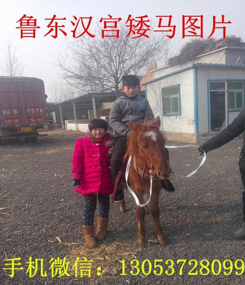 卖小马匹 可以骑的矮马匹 矮马价格 德宝矮马 汉宫矮马 矮马鞍