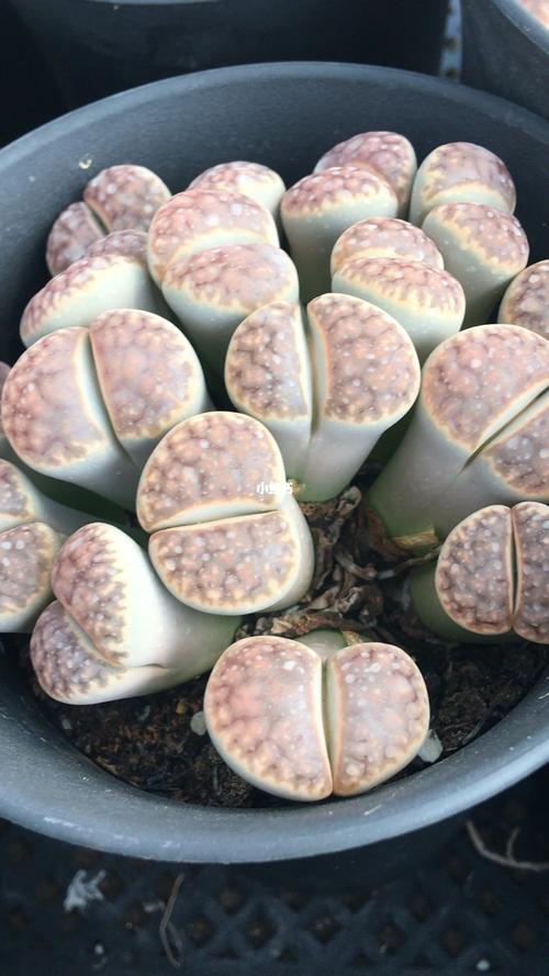 生石花大群生,养了10年以上了_生石花_生石花屁股花_家居家装_家居