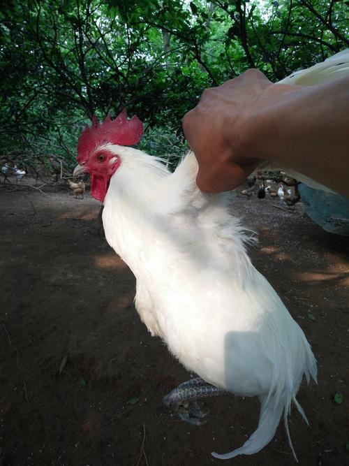 新余原种土鸡(纯白公鸡) 查看商品详情>