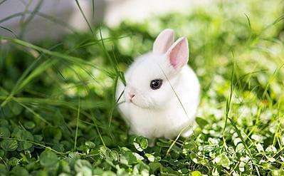 属兔好运微信头像