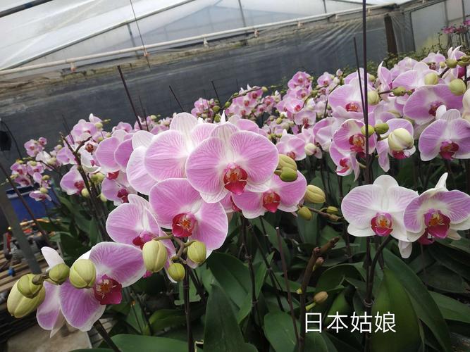 大观之星蝴蝶兰品种