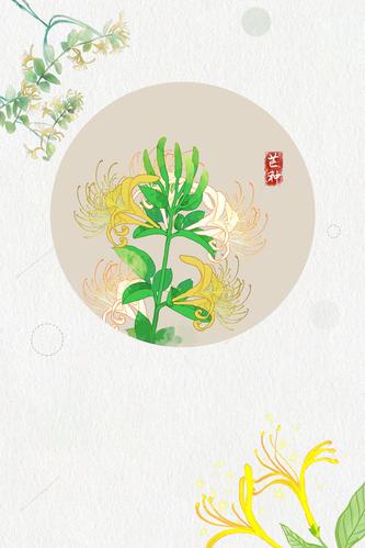 金银花 金银花茶叶 金银花种植 中药养生