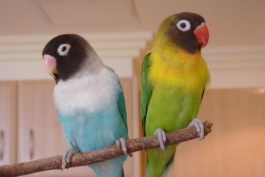 鹦鹉…)棕头牡丹鹦鹉棕头牡丹鹦鹉头类牡丹鹦鹉是属于二级保护动物,不