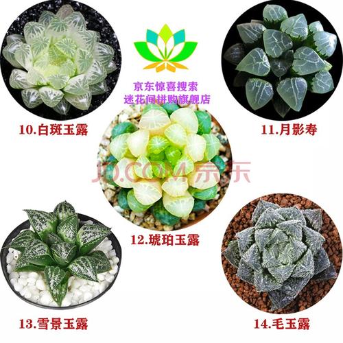 樱水晶冰灯玉露黑肌玉露多肉植物玉露新手套餐多肉组合盆栽含盆含土 c