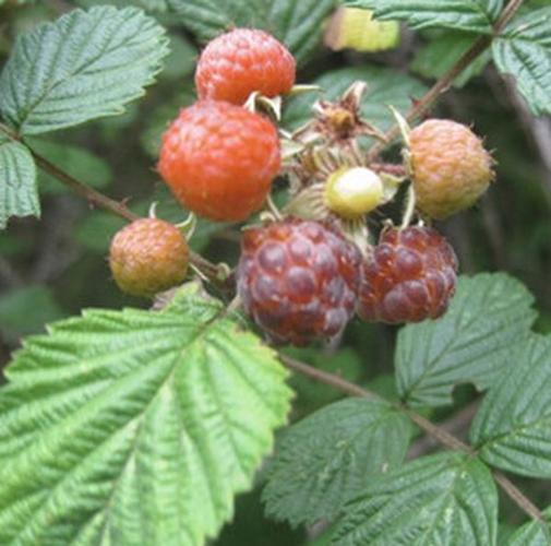 倒赤伞的功效与作用,倒赤伞的副作用-药效-用法-图片-39药品通 - 狗万