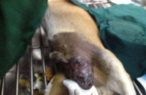 下面这只中华田园犬名叫豆豆 已经15岁 由于得了睾丸肿瘤,导