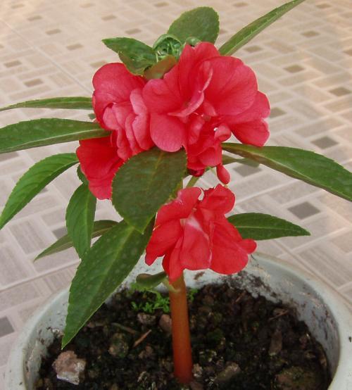 茶花可以开花多久