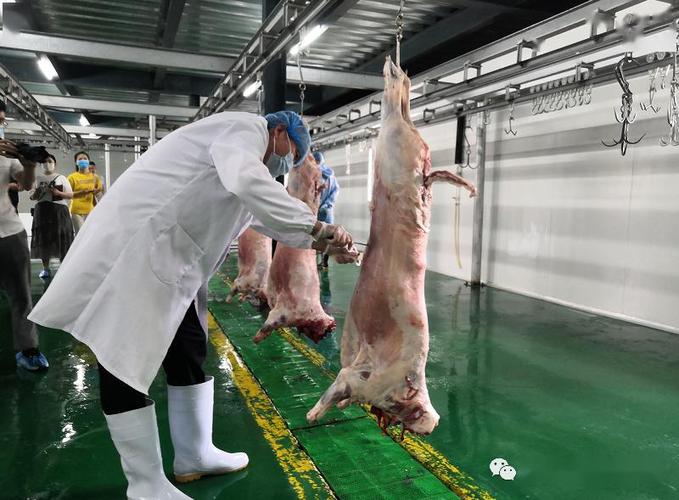 记者实探附组图全省首家获得合法资质的牛羊肉集中屠宰