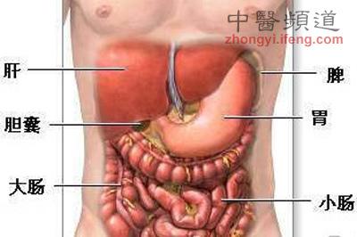 胃在肚子里面的覆盖面有多大