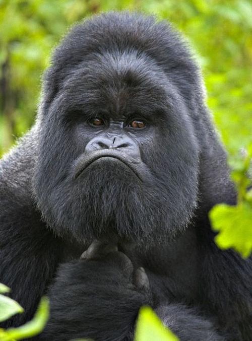 mountain gorilla | cutest paw