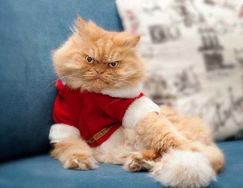 可爱猫咪中的委屈巴巴脸波斯猫