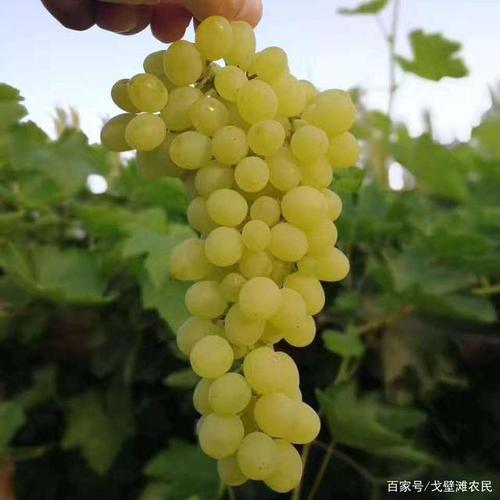 们的关心和支持, 经过各方协商戈壁滩农民总算是可以走上一车鲜葡萄