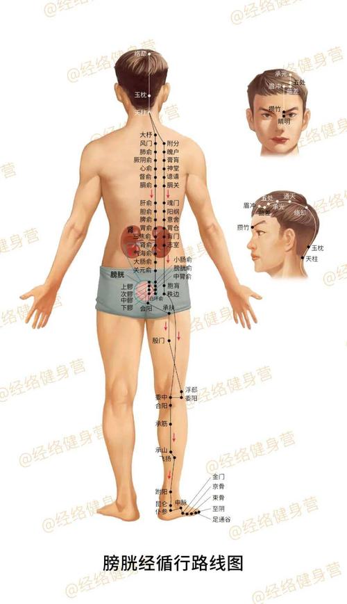 膀胱经循行线路07《黄帝内经》:「小肠手太阳之脉,起于小指之端,循手