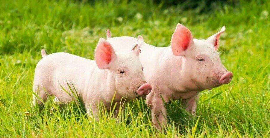 带领大家参观合黎山猪的生态养殖基地及山猪的成长