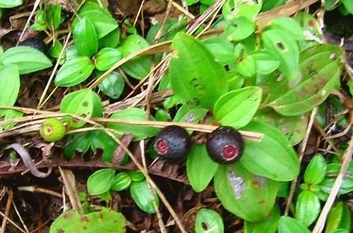 地稔子,也是黑舌头的家伙