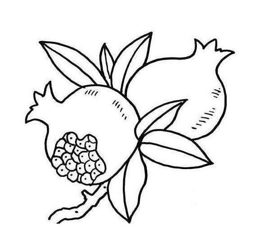 树枝上的石榴简笔画图片