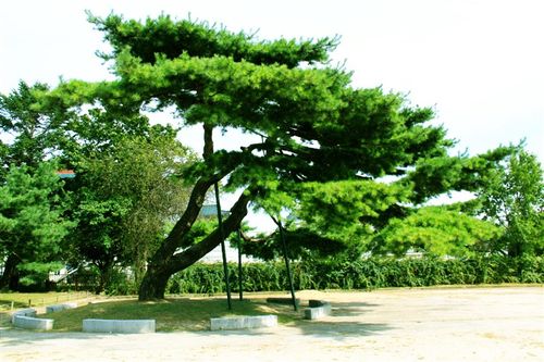 [转载](5)韩国首都:朝鲜王朝正宫-景福宫