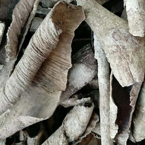 救必应 薄皮白银树皮 九层皮白兰香 羊不吃 新货 中药材 量大从优