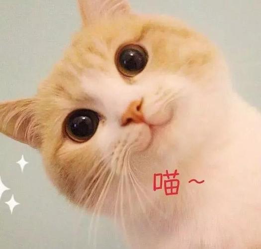 猫咪叫声中隐藏的秘密!