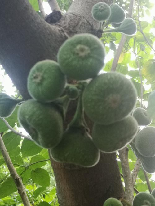 大果榕树高5米,叶特大,广卵形,长30~40cm,基部心形,先端尖或圆.