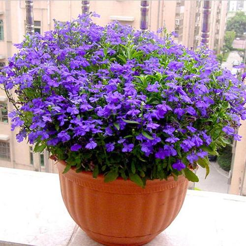六倍利盆栽花苗垂吊爆盆阳台庭院室内盆栽花卉开花植物