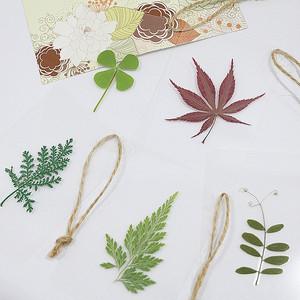 各种树叶书签枫叶四叶草蕨草塑封配麻绳植物标本真叶子书签礼物