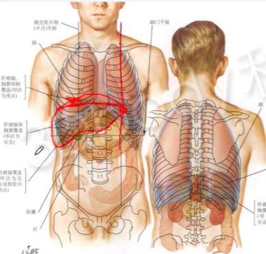 打嗝,肩痛与膈神经损伤有关,一文教你如何松解|膈肌