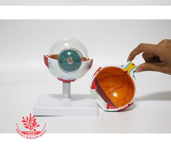 医用人体眼球模型眼睛结构五官眼科 人体六倍眼球放大解剖模型
