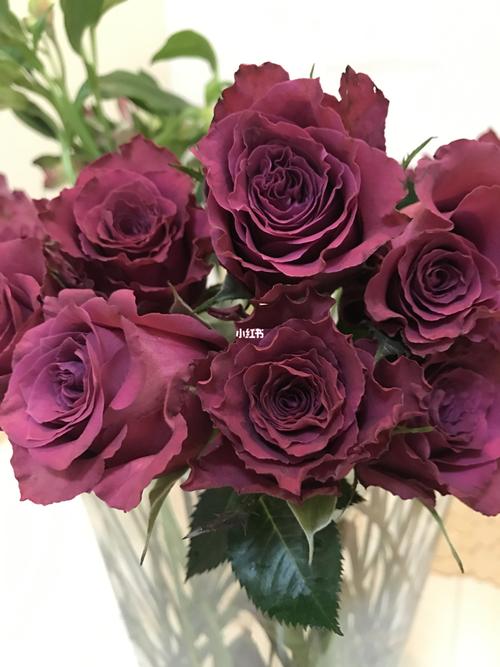 蓝莓玫瑰_蓝莓_紫红色_复古_鲜花分享_家居家装_家居