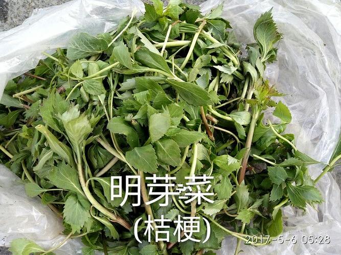 山野菜