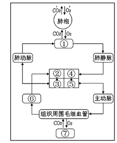 如图是人体气体交换与血液循环模式图请据图回答1人体呼吸系统的主要
