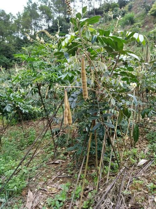 小叶牛大力种子多少钱 ?