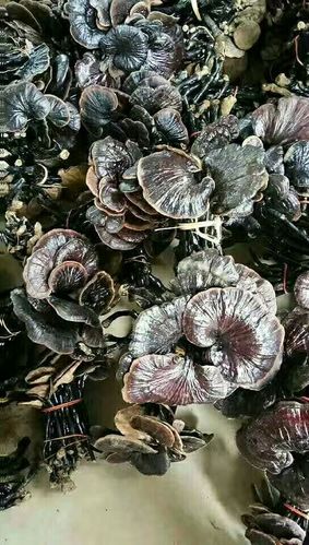 老挝野生竹灵芝