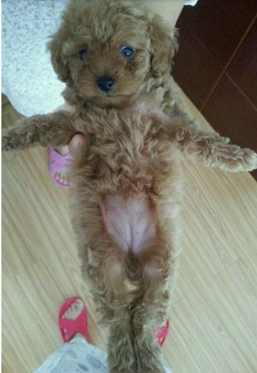 狗怎么分公母,有图