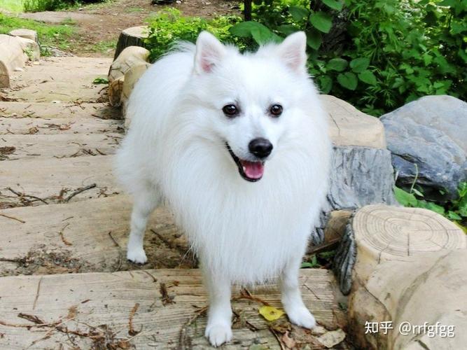 冷门又好看的5种宠物狗估计你可能一种都没见过