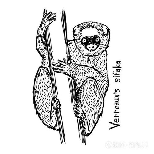善于的狐猴-矢量图草图手绘与孤立的白色背景上的黑色线条