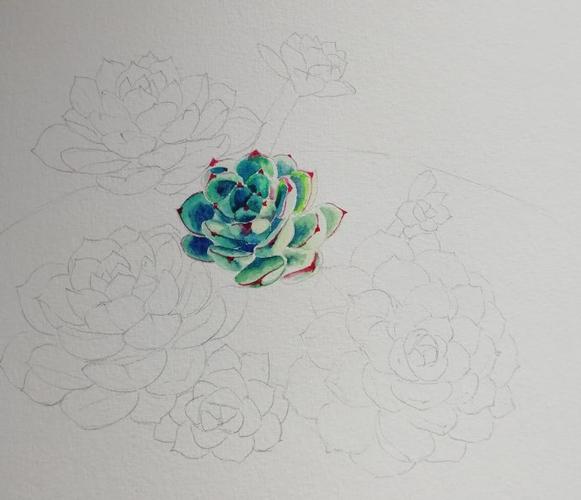 一簇漂亮的蓝姬莲——多肉水彩画步骤图解